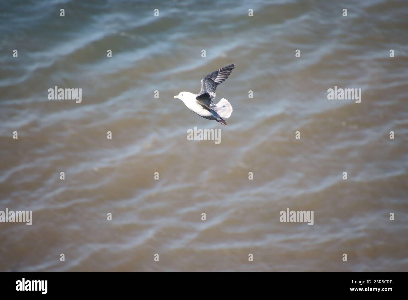 Nördlicher Fulmar im Flug auf den Klippen von Helgoland Stockfoto