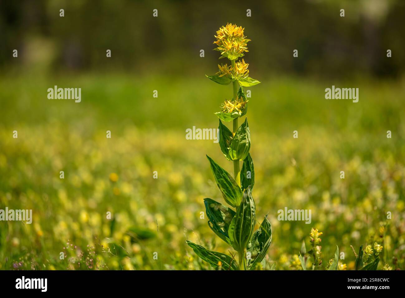 Gelber Enzian (Gentiana lutea) im Aiguamòg-Tal an einem Sommernachmittag im Aigüestortes i Sant Maurici NP (Aran Valley Lleida Spain Pyrenäen) Stockfoto