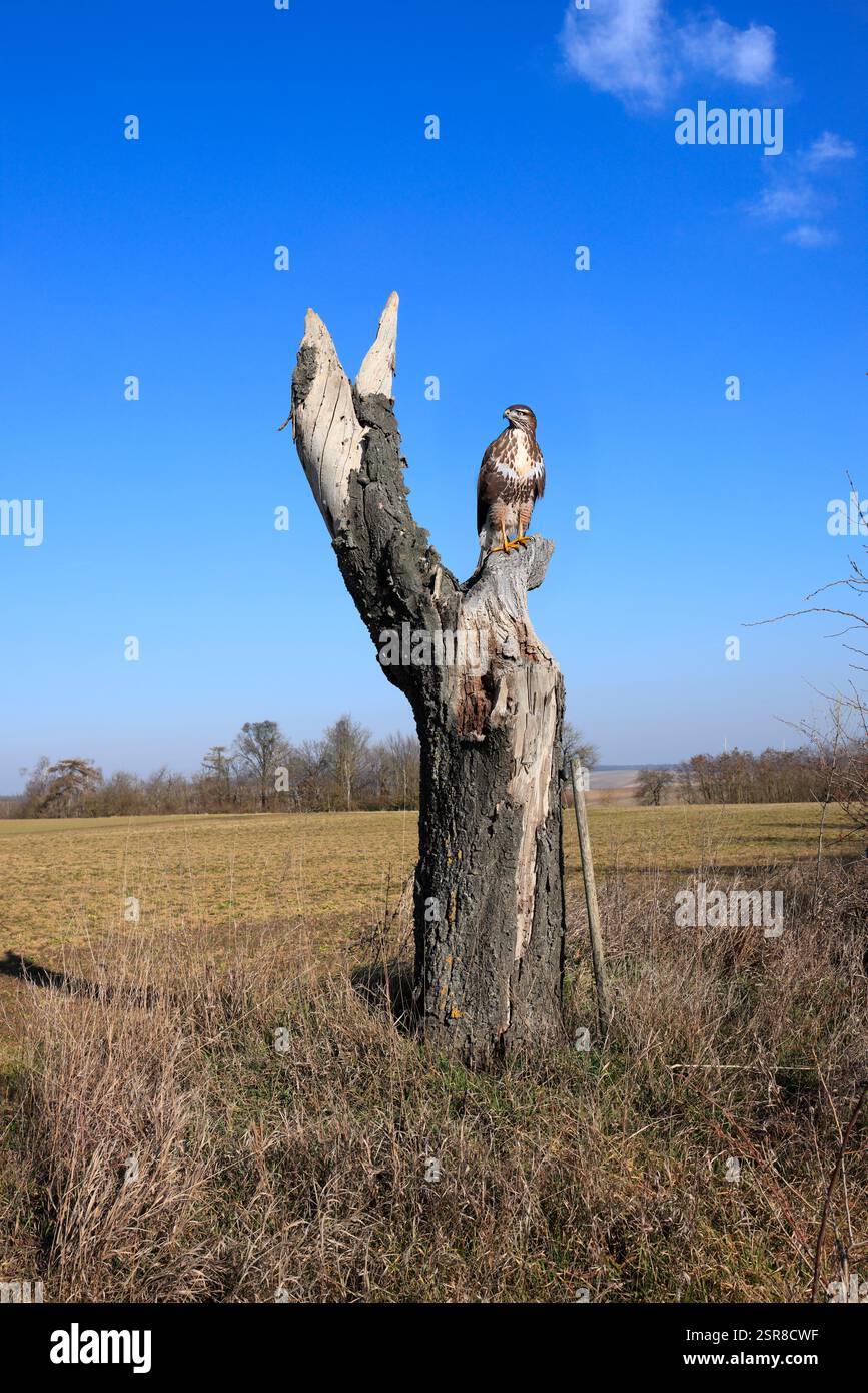 Ein Bussard sitzt auf einem trockenen Baum und beobachtet die Umgebung sorgfältig Stockfoto