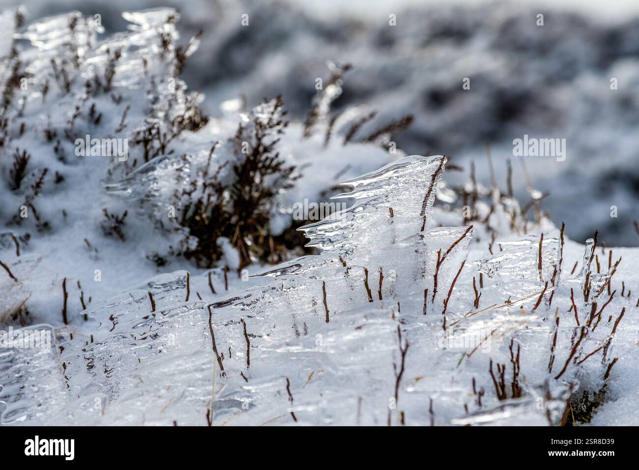 Ice on Heather Shoots, Kinder Scout, Peak District National Park, Großbritannien Stockfoto