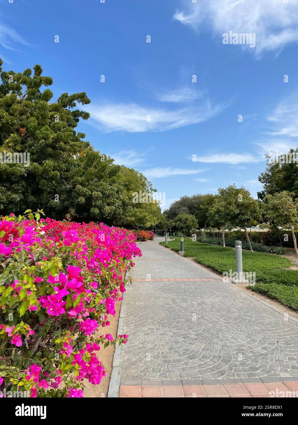 Blumenspaziergang - Smartphone-aufgenommenes Stockfoto