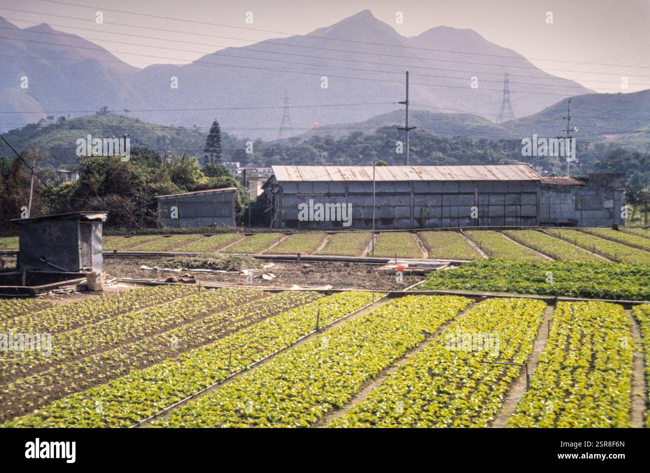 Felder oder Bauernhöfe, die Gemüse in den New Territories, Hongkong, Asien anbauen. Archivfoto aus dem Jahr 1991 Stockfoto