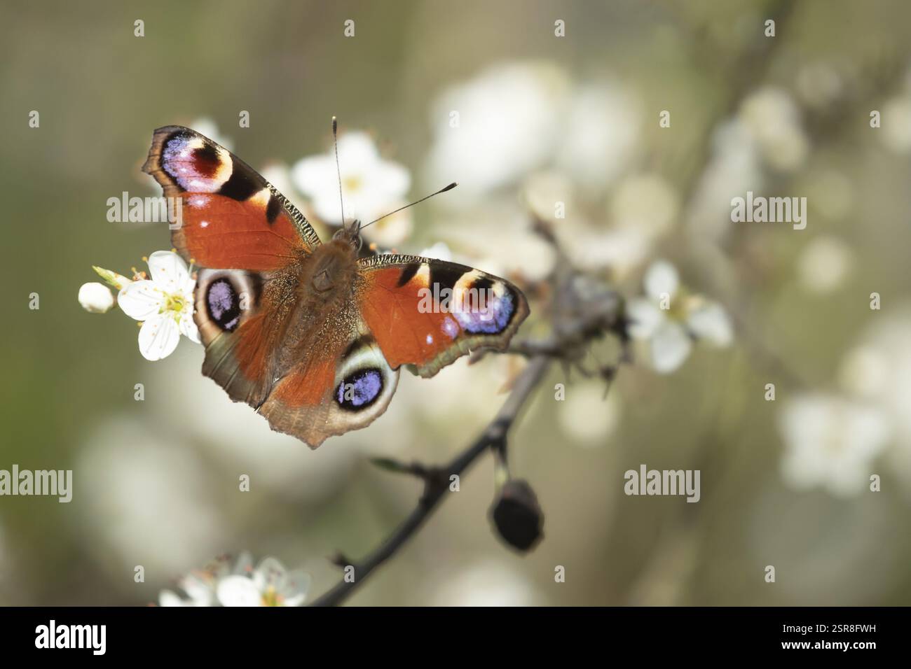 Pfauenfalter (Aglais io) erwachsenes Insekten, die sich an einer Hecke ernähren Blüten im Frühjahr, England, Vereinigtes Königreich, Europa Stockfoto