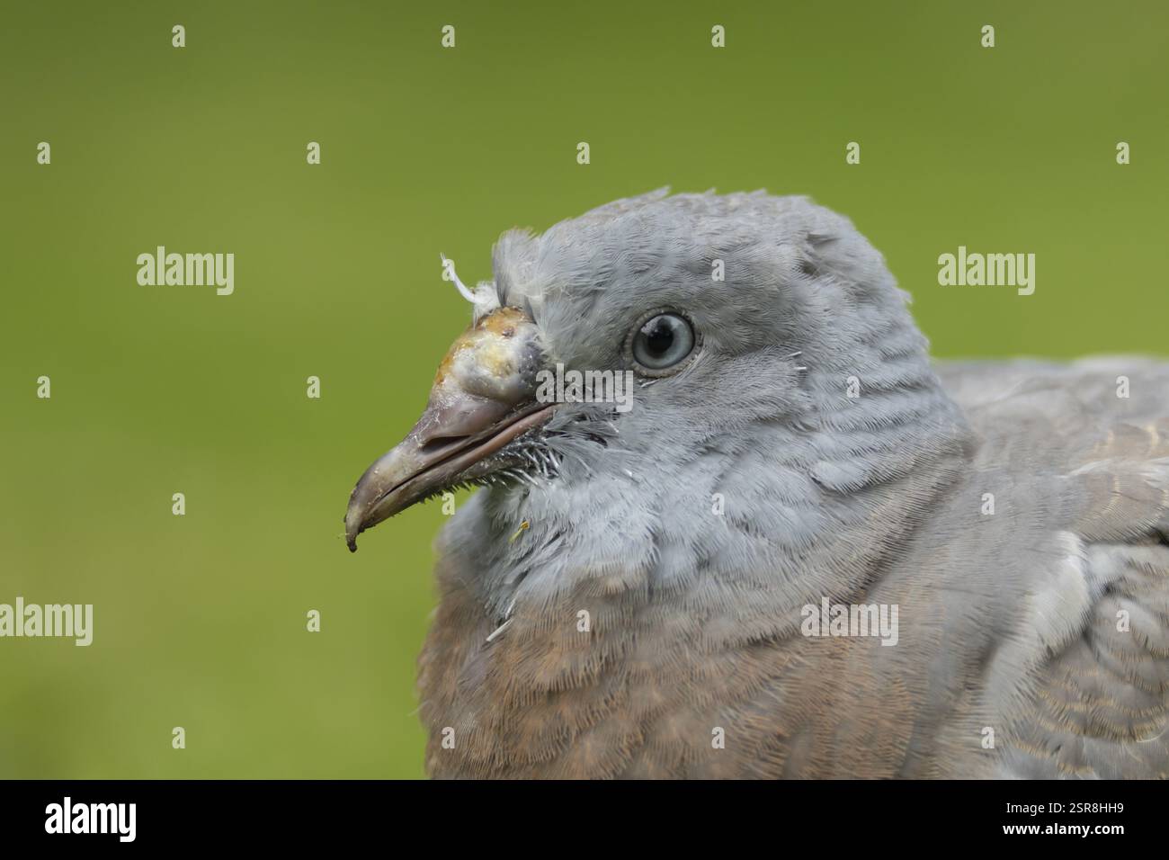 Holztaube (Columba palumbus) Junges Baby cobb Vogelkopf Porträt, England, Vereinigtes Königreich, Europa Stockfoto