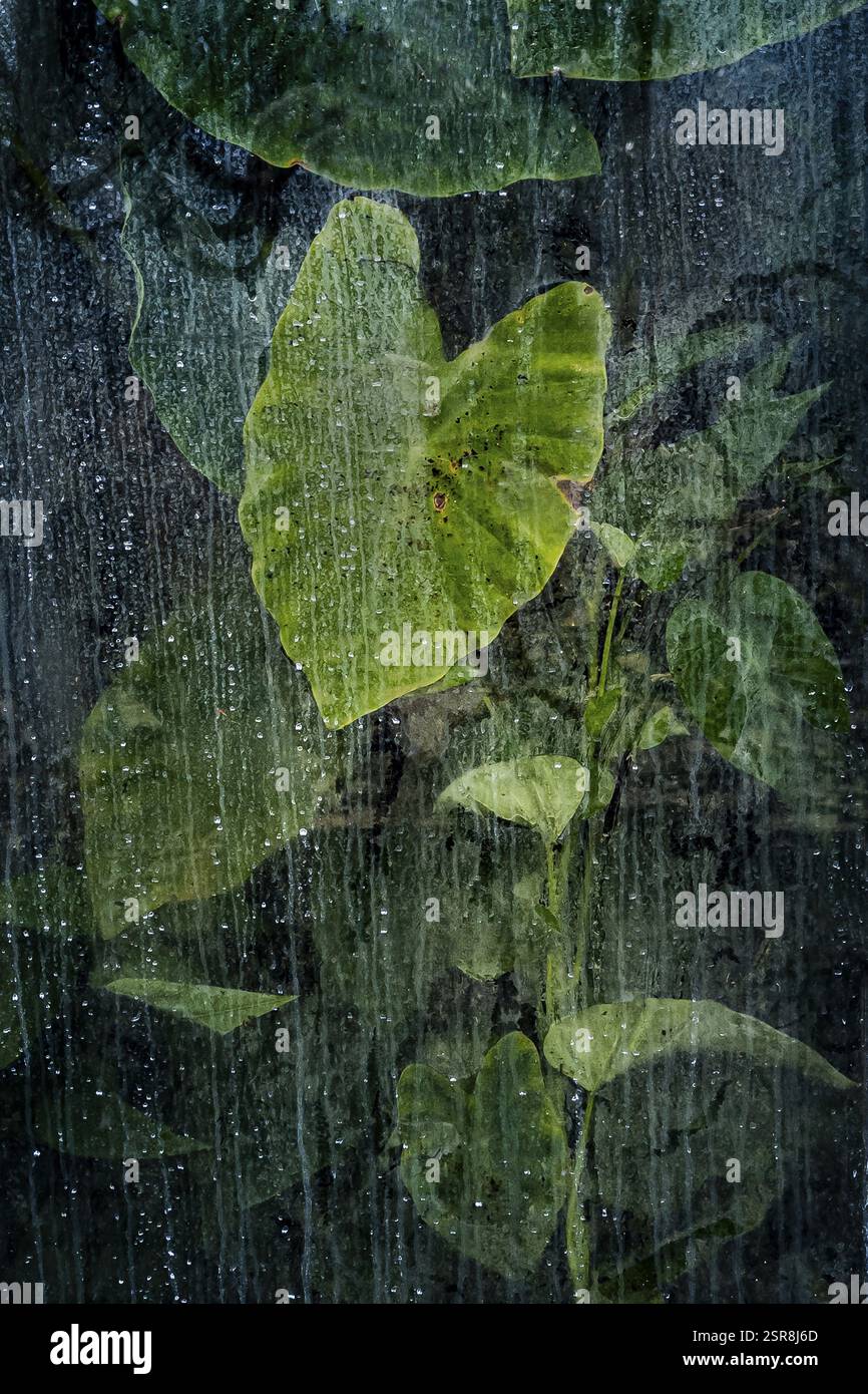 Pflanzen und grüne Blätter hinter Glas im Gewächshaus, Struktur, Hintergrund, Flora, Kunst, Textur, Transparenz, abstrakt, Detail, grün Stockfoto
