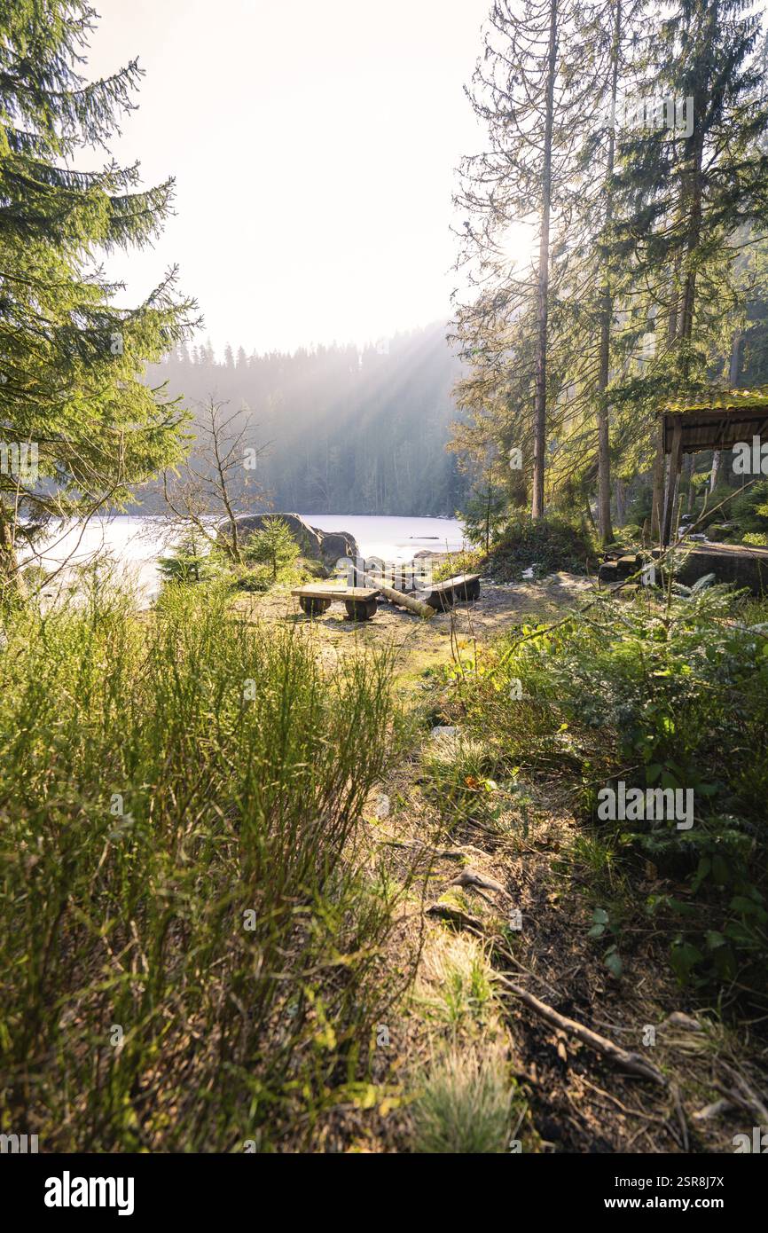 Ein sonnenverwöhnter Wald mit Seeblick, ruhige und ruhige Umgebung, Glaswaldsee, Bad Rippoldsau-Schapbach, Stadtteil Wolfach, Schwarzwald Stockfoto