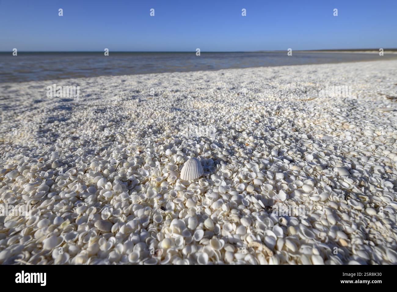 Millionen von Cockles (Fragum erugatum) am Shell Beach, Hamelin Pool, Shire of Shark Bay, Western Australia, Australien, Ozeanien Stockfoto