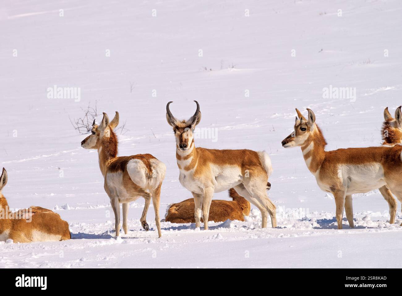 PronghornBewegen Sie sich im Februar auf dem Grasland nördlich von Sonoita, Arizona, USA, durch frisch gefallenen Schnee. (FOTO: Norma Jean Gargasz) Stockfoto