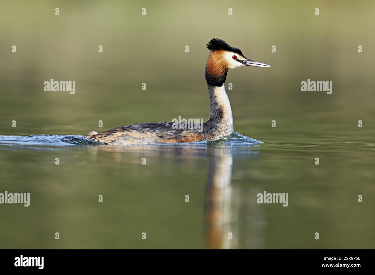 Riesenkammlutscher (Podiceps gekuppelte Ribbonfish), schwimmend auf dem Wasser im Morgenlicht, Flachsee, Kanton Aargau, Schweiz, Europa Stockfoto