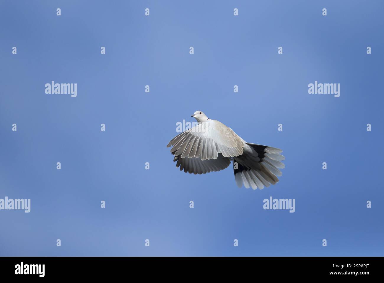 Taube mit Kragen (Streptopelia Decocto), Erwachsener, der in einem blauen Himmel fliegt, England, Vereinigtes Königreich, Europa Stockfoto Taube mit Kragen (Streptopelia Decocto), Erwachsener, der in einem blauen Himmel fliegt, England, Vereinigtes Königreich, Europa Stockfoto