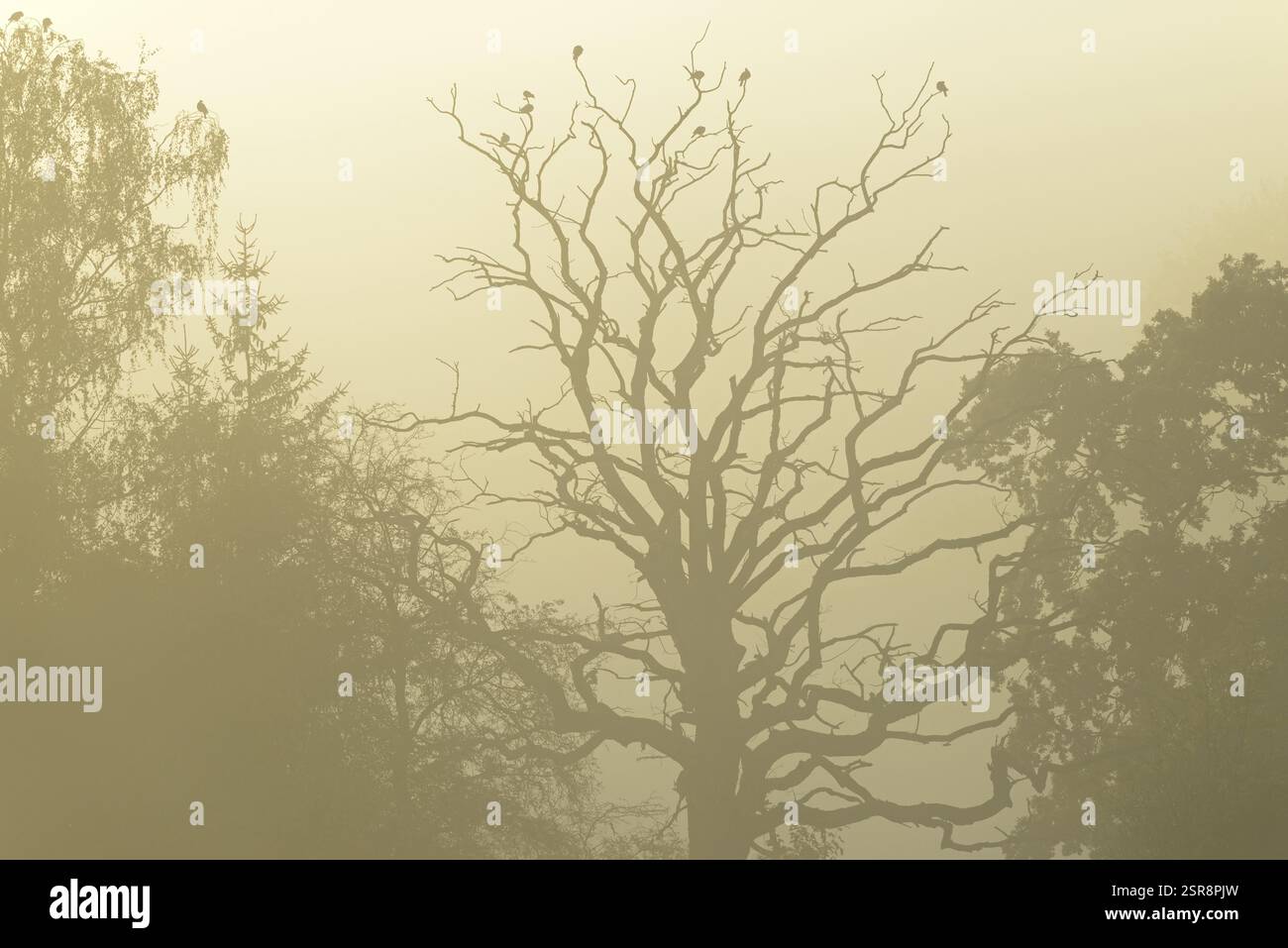 Knorrige Eiche (Quercus), stehendes Totholz, Vögel sitzen im Baumkronen, aufsteigender Nebel bei Sonnenschein, Nordrhein-Westfalen, Deutschland, Europa Stockfoto