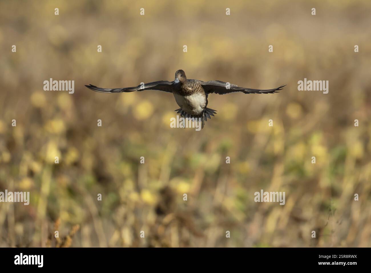 Eurasische Wittenente (Mareca penelope) Erwachsene weibliche Vögel fliegen, England, Vereinigtes Königreich, Europa Stockfoto