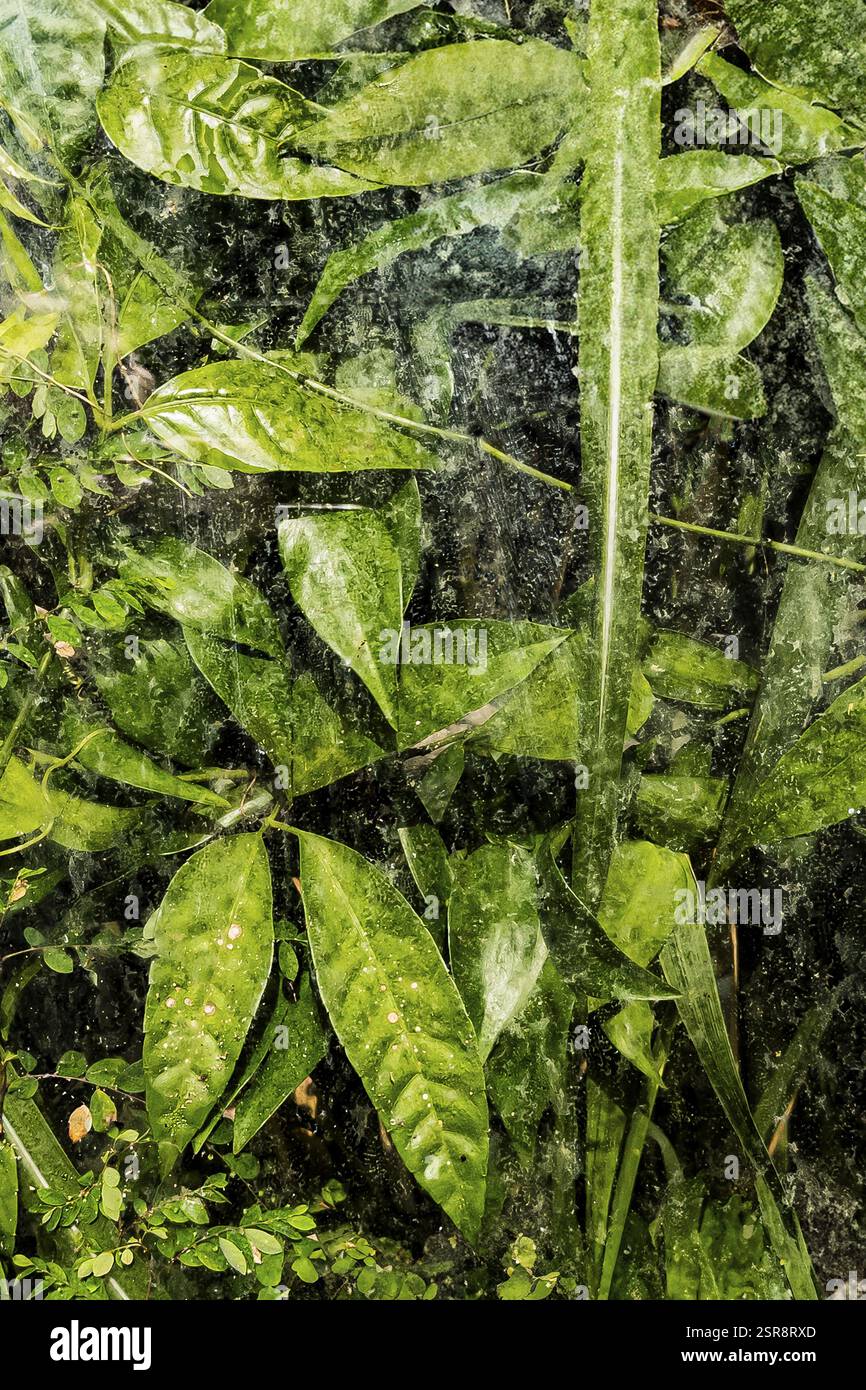 Pflanzen und grüne Blätter hinter Glas im Gewächshaus, Struktur, Hintergrund, Flora, Kunst, Textur, Transparenz, abstrakt, Detail, grün Stockfoto