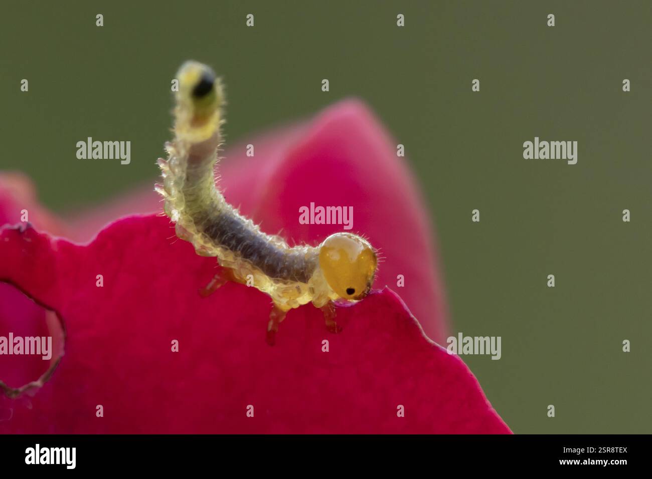 Große Rosen-Sägefliege (Arge ochropus) raupenlarve, die sich von einem roten Rosenblütenblatt in einem Garten im Sommer in England, Vereinigtes Königreich ernährt Stockfoto