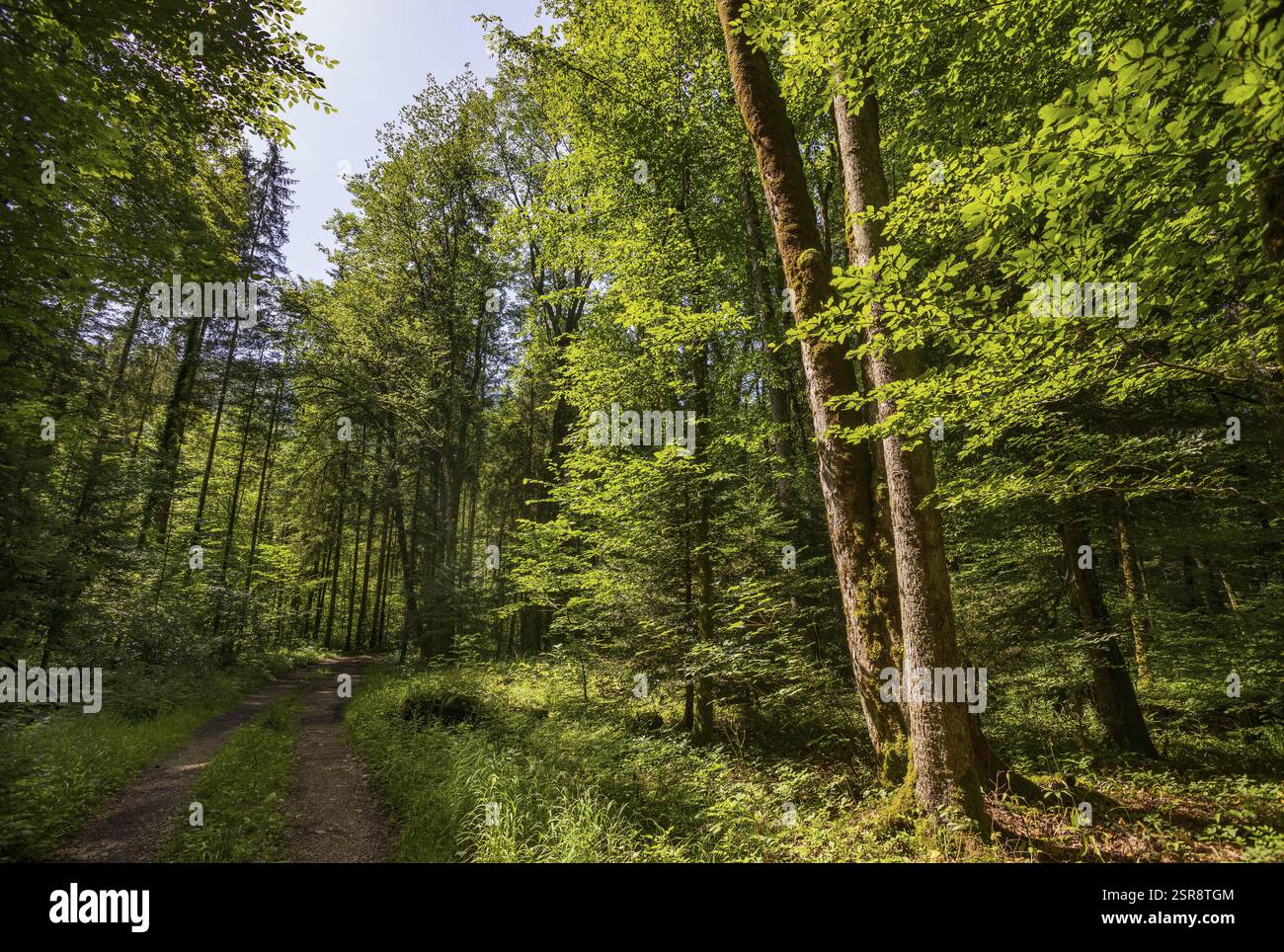 Waldweg durch lichtdurchfluteten Laubwald, Forstwirtschaft, Sommer, Mondseeland, Salzkammergut, Oberösterreich, Österreich, Europa Stockfoto