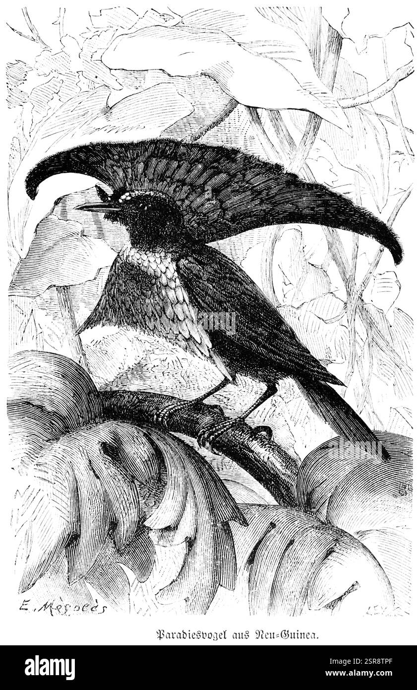 Paradiesvogel (Paradisaeidae) im Regenwald, Innere Tropen, Reisen, Neuguinea, historische Illustration 1888 Stockfoto