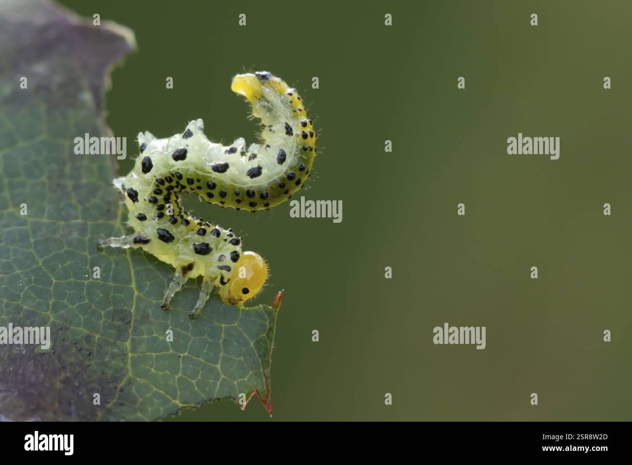 Große Rosen-Sägefliege (Arge ochropus) raupenraupe, die sich von einem Rosenblatt in einem Garten im Sommer, England, Vereinigtes Königreich, ernährt Stockfoto