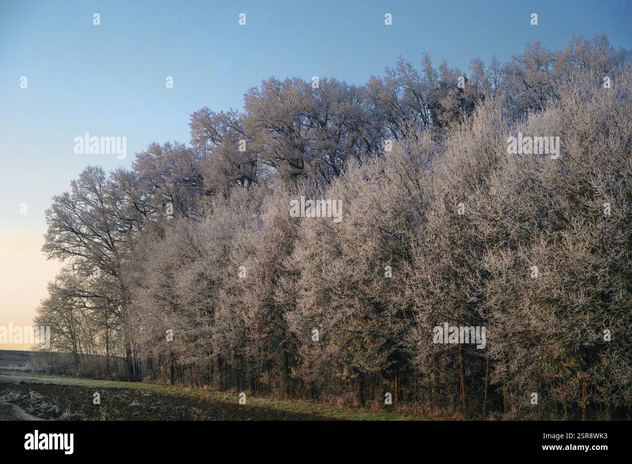 Bäume mit Raureif im Abendlicht, Franken, Bayern, Deutschland, Europa Stockfoto