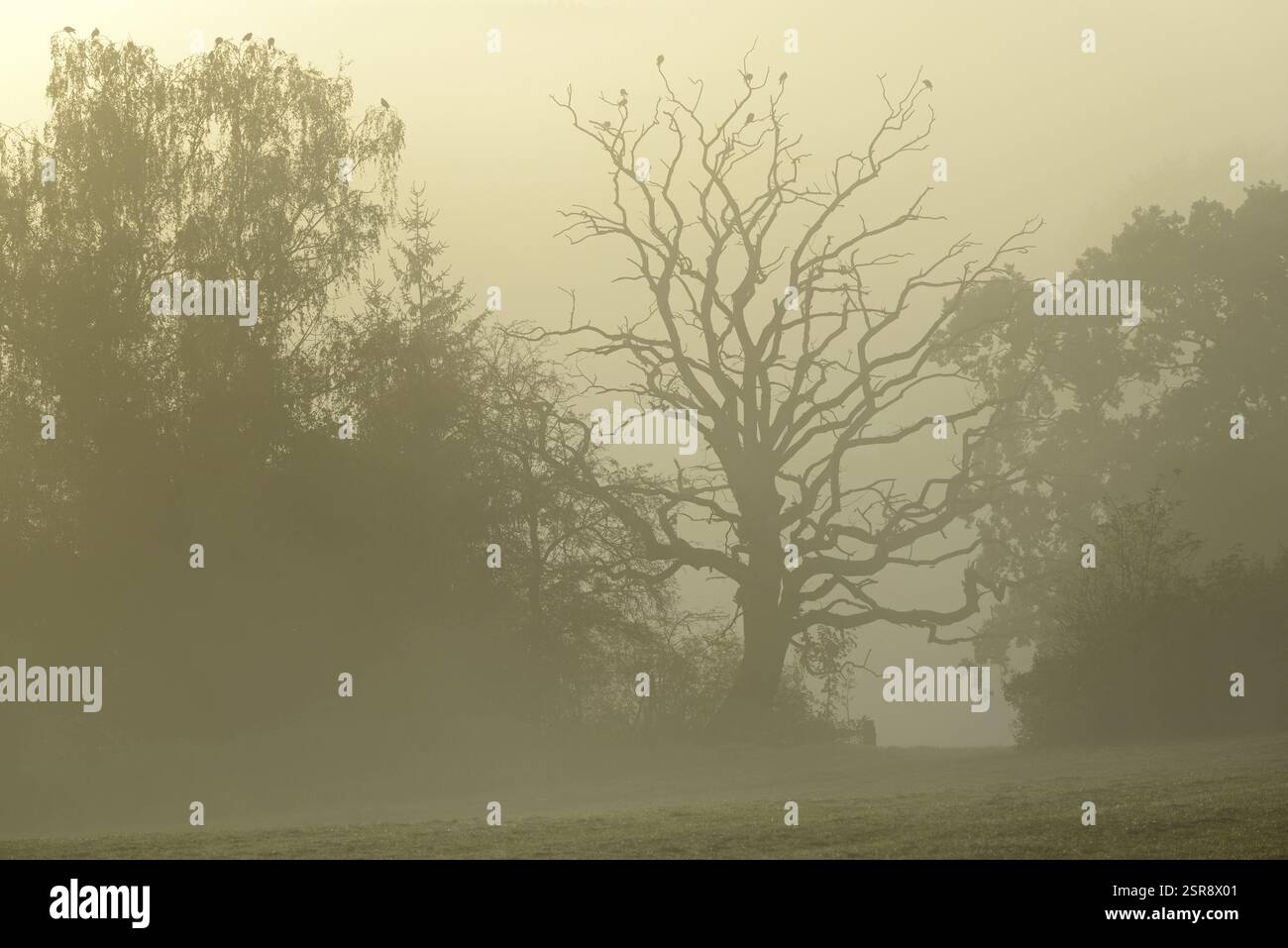 Knorrige Eiche (Quercus), stehendes Totholz, Vögel sitzen im Baumkronen, aufsteigender Nebel bei Sonnenschein, Nordrhein-Westfalen, Deutschland, Europa Stockfoto