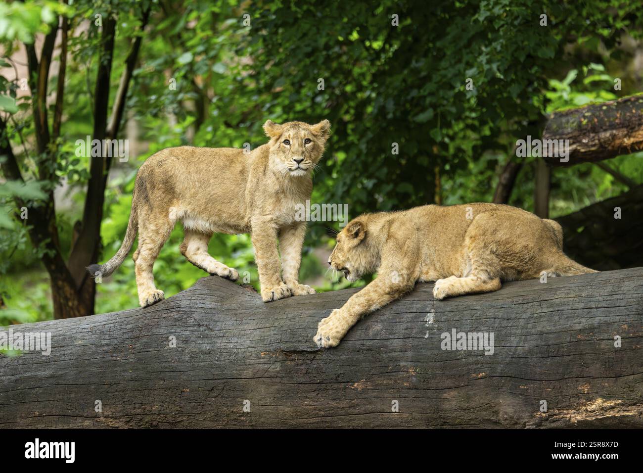 Zwei asiatische Löwen (Panthera leo persica) spielen auf einem Baumstamm Stockfoto