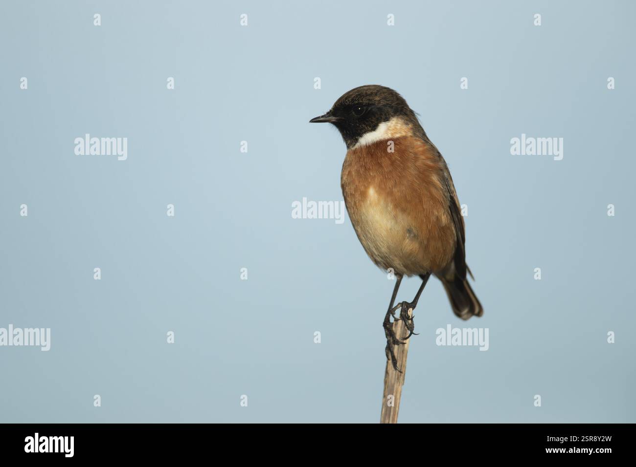 Europäischer Steinechat (Saxicola rubicola) ausgewachsener männlicher Vogel an einem Baumzweig, England, Vereinigtes Königreich, Europa Stockfoto
