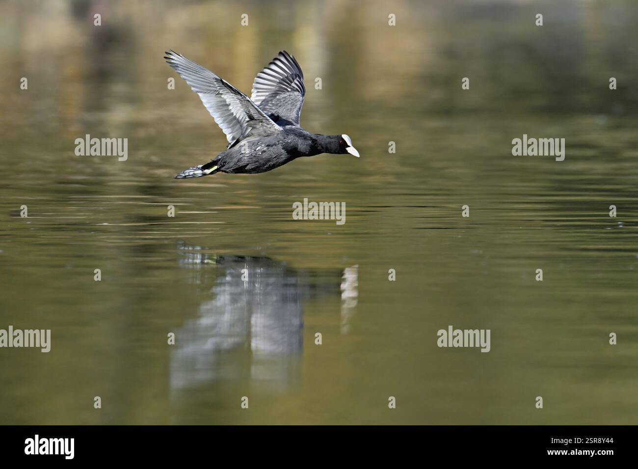 Eurasischer Coot (Fulica atra), erwachsener Vogel, der über das Wasser fliegt, Flachsee, Kanton Aargau, Schweiz, Europa Stockfoto