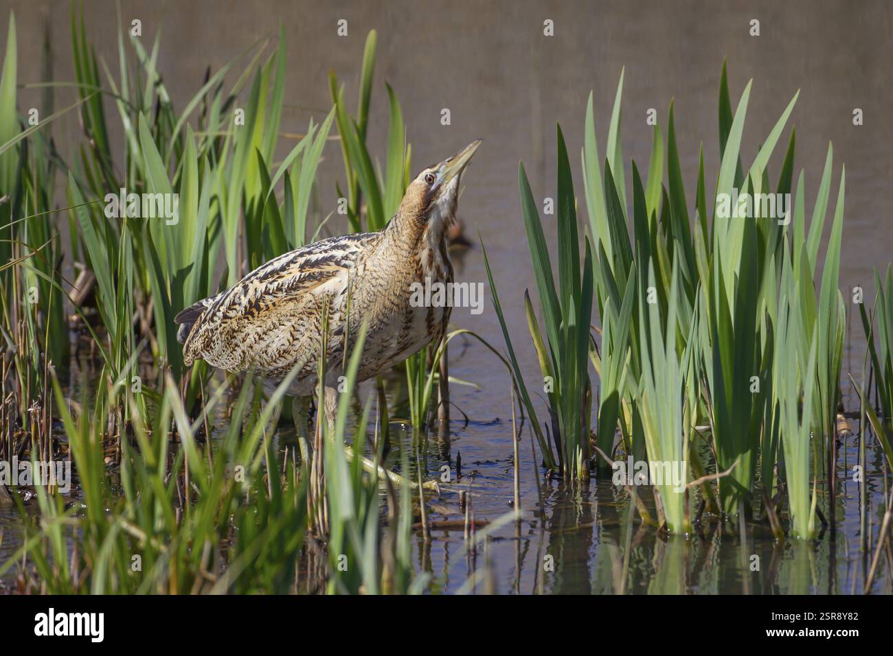Eurasischer oder großer Bitterbaum (Botaurus stellaris) erwachsener Vogel im Schilf im Frühjahr, England, Vereinigtes Königreich, Europa Stockfoto