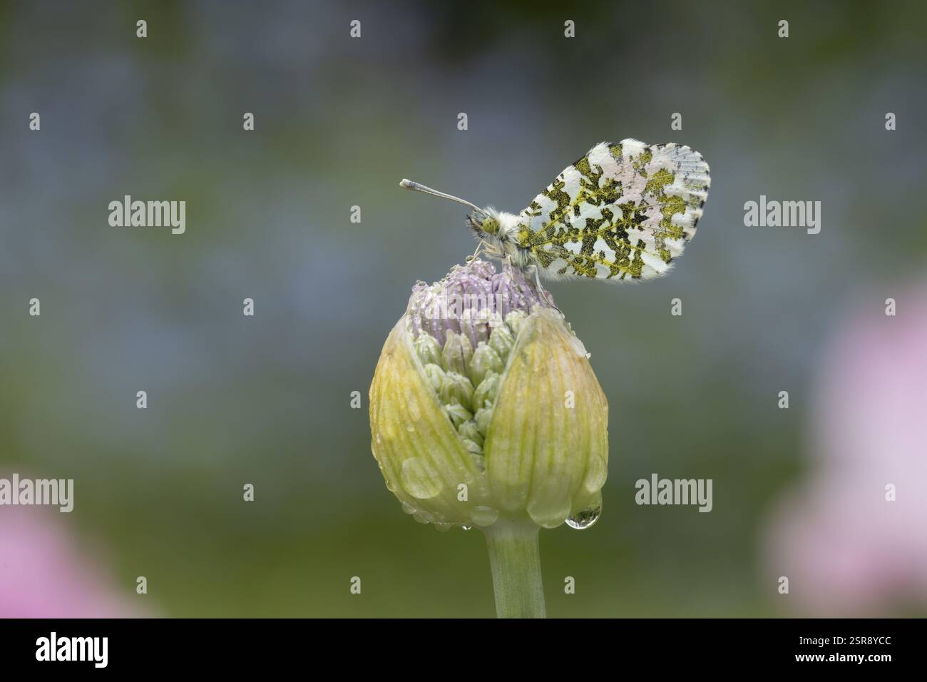 Orangenspitzenfalter (Anthocharis cardamines) erwachsenes Insekt, das im Frühjahr auf dem Garten liegt Allium Blüten, England, Vereinigtes Königreich, Europa Stockfoto