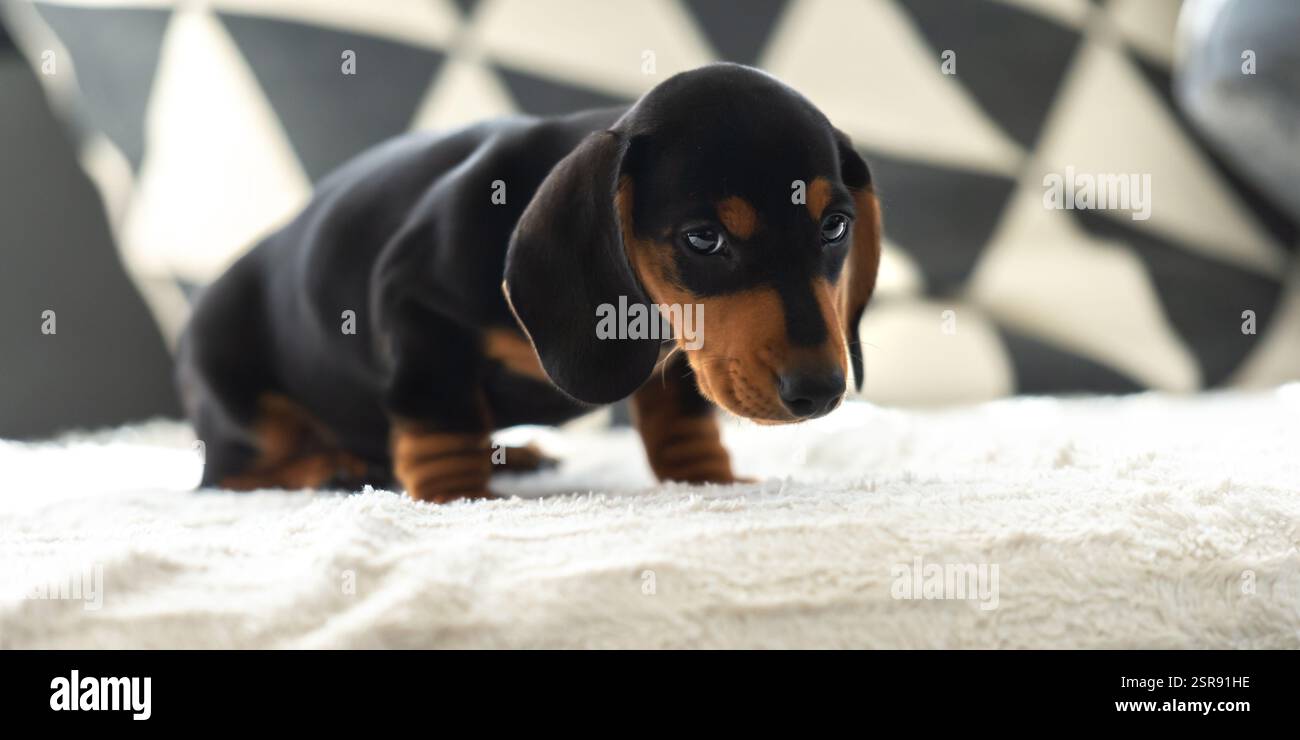 Niedlicher kleiner Wursthund 10 Wochen alt auf dem grauen Sofa drinnen Stockfoto
