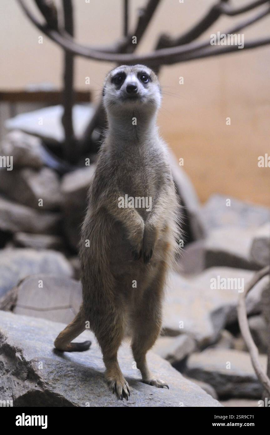 Slender Tail Erdmännchen im Smithsonian National Zoo, Washington D.C., USA, USA Stockfoto