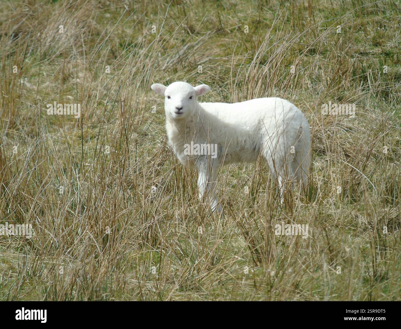 Die Schönheit eines Frühlingslamms, das die walisische Landschaft genießt Stockfoto
