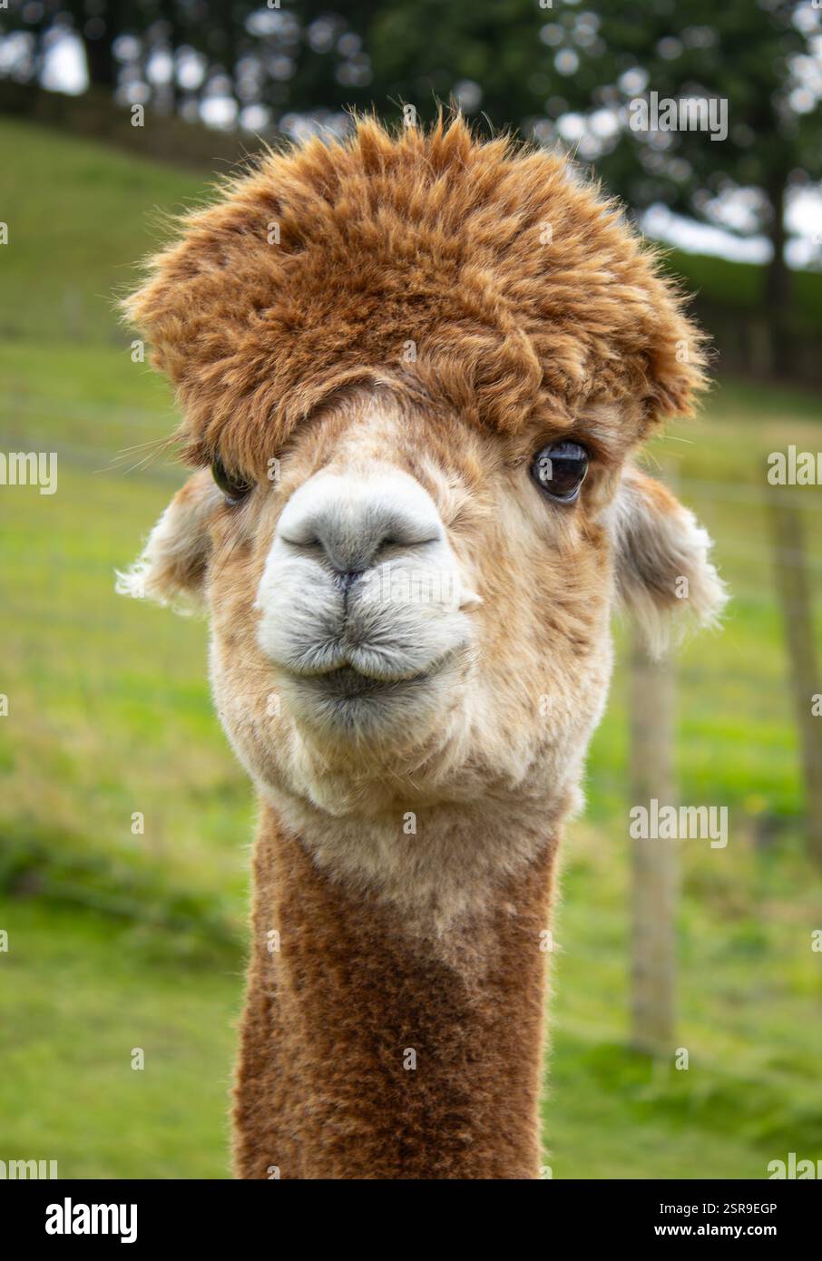 Eine weibliche Alpaka, die Hembras genannt wird, auf einer Alpaka Farm im Lake District, Cumbria Stockfoto