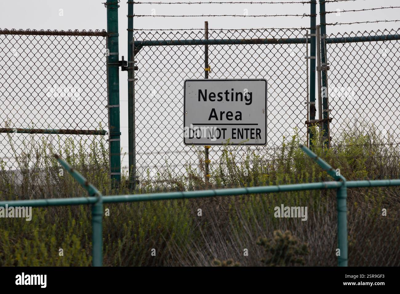 Nistgebiet nicht betreten Schild und Zäune schützen Seevögelnistgebiet im Bolsa Chica Ecological Reserve in Kalifornien, USA, Stockfoto