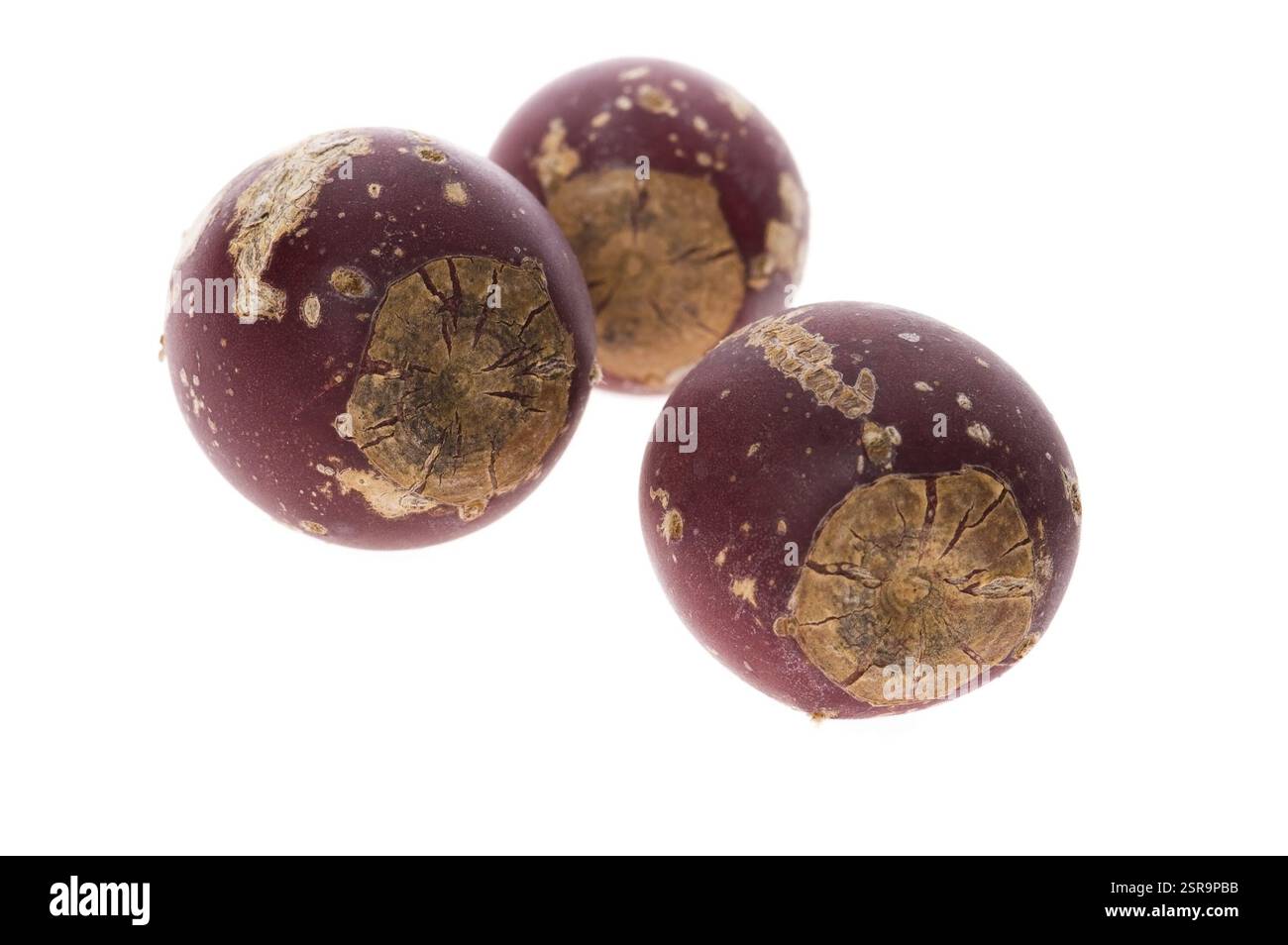 Feigenkaktus (Opuntia Ficus-indica) mit roten Früchten Stockfoto