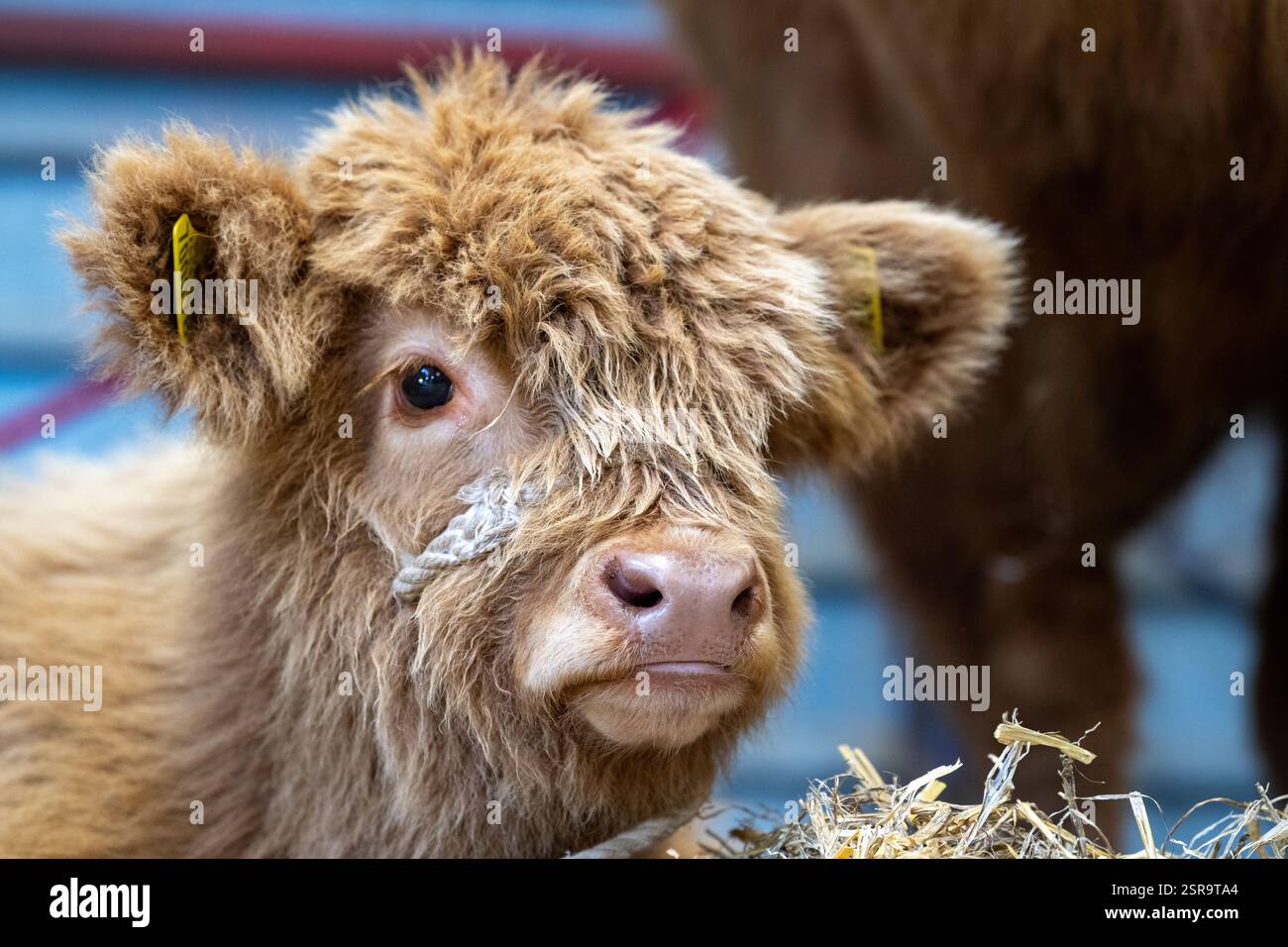 Niedliches Baby Highland Kalb auf einer Landwirtschaftsmesse, Großbritannien. Stockfoto