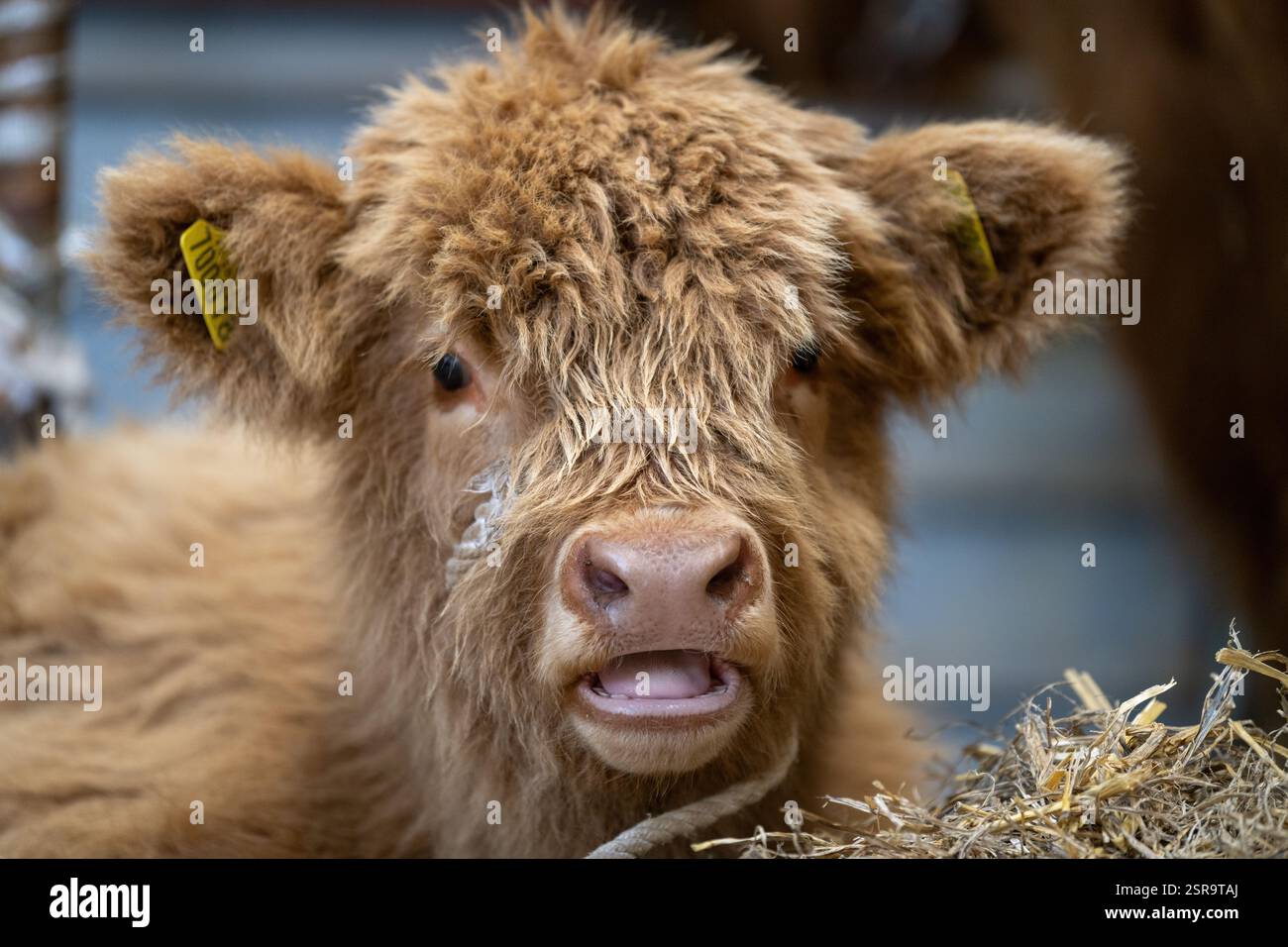 Niedliches Baby Highland Kalb auf einer Landwirtschaftsmesse, Großbritannien. Stockfoto