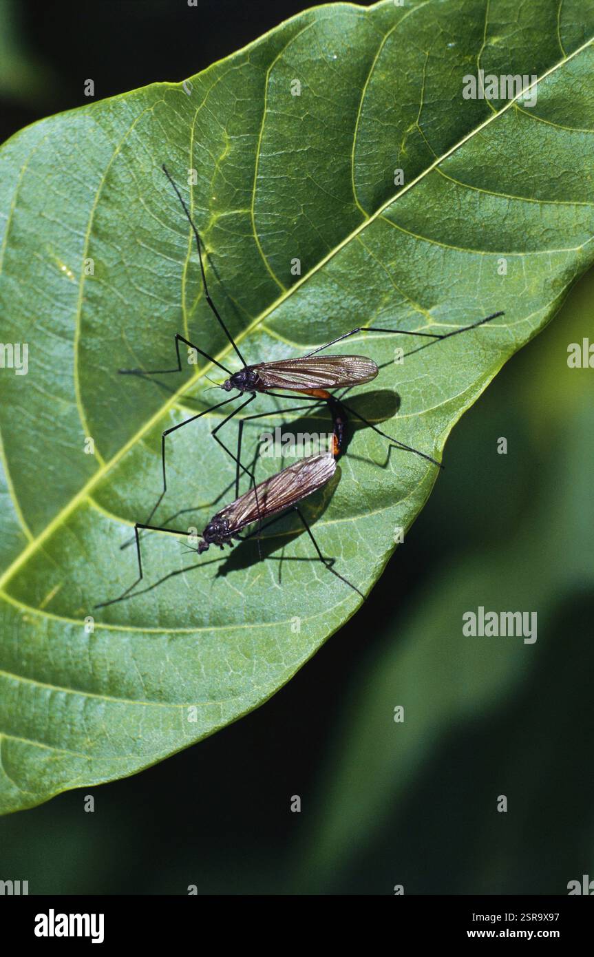 Insekten, Paarungswanzen auf grünem Blatt Stockfoto