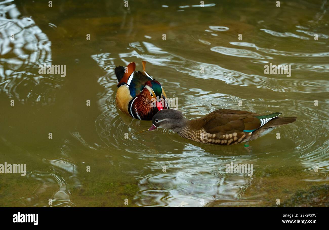 Zwei Mandarinenente (Aix galericulata), die im Teich schwimmen. Stockfoto