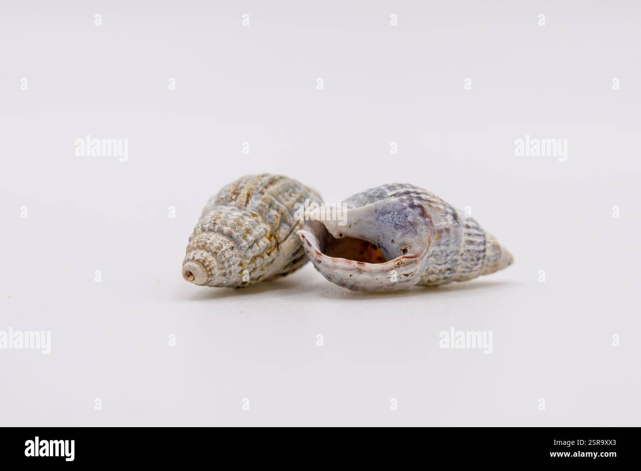 Zwei kleine Muscheln auf weißem Hintergrund, die ihre zarten Texturen, komplizierten Muster und die natürliche Schönheit des Meeres hervorheben. Stockfoto