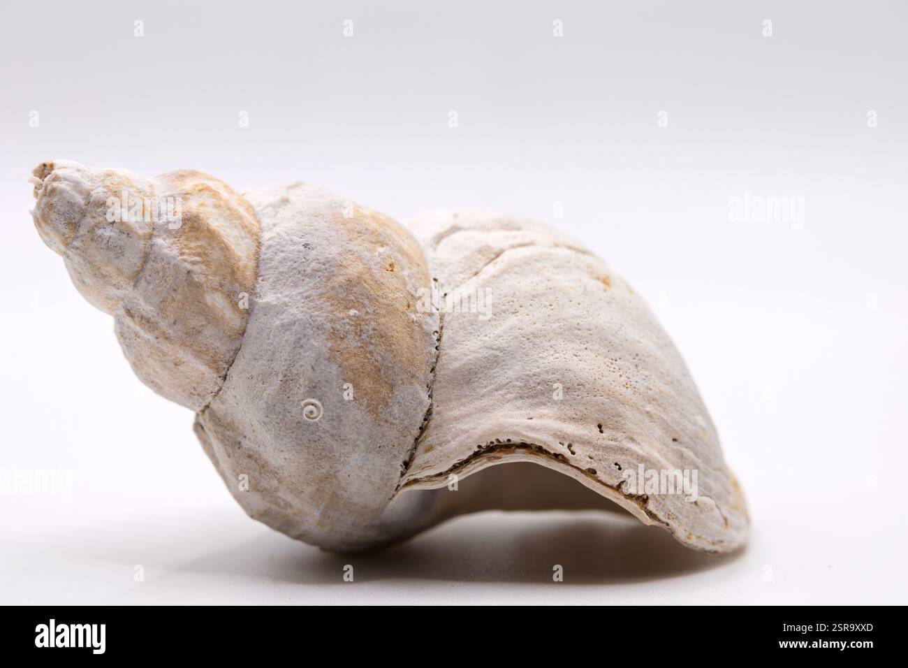 Eine detaillierte Nahaufnahme einer verwitterten Muschel mit natürlicher Textur, Mustern und organischen Kurven vor einem sauberen weißen Hintergrund. Stockfoto