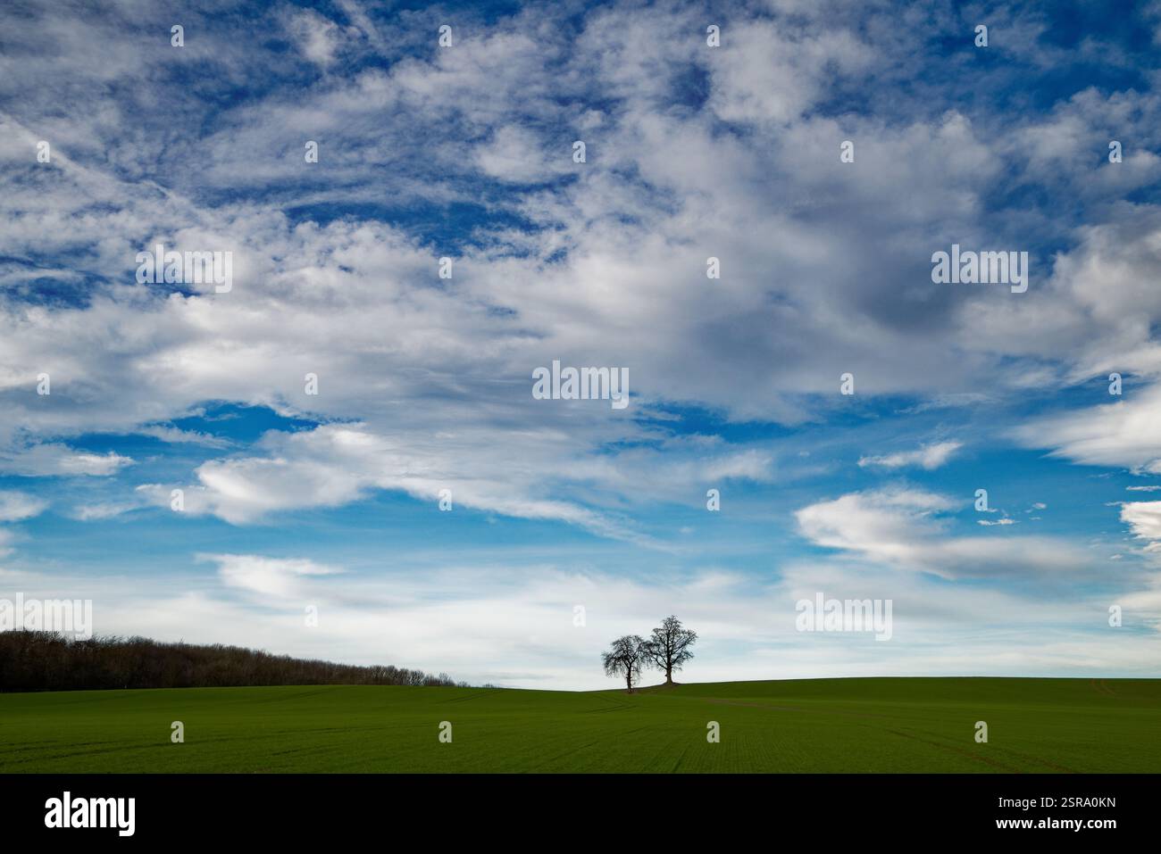 Zwei Bäume stehen auf einem Kamm in einer Ackerlandschaft in der Nähe von Cusworth, Doncaster, South Yorkshire. Stockfoto