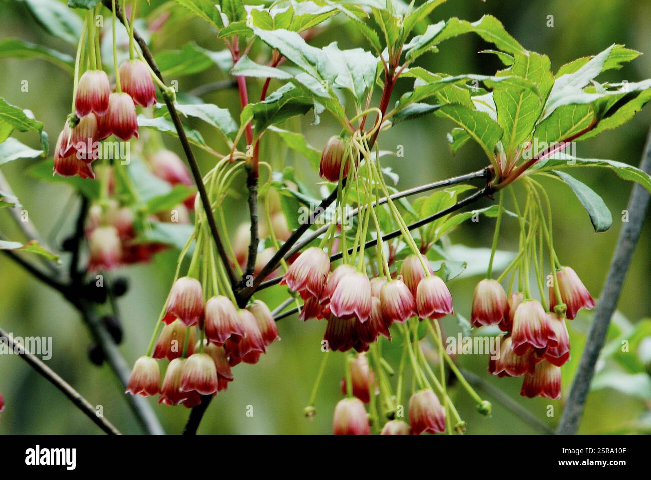 Blume, Heidefamilie Enkianthus deflexus, Lachung, Nord-Sikkim, Indien, Asien Stockfoto