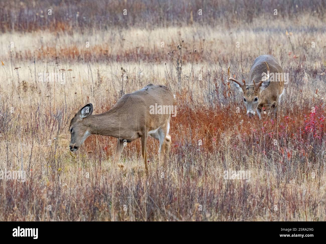 Weißschwanzbock (Odocoileus virginianus) nähert sich einem Weibchen während der Furche Stockfoto