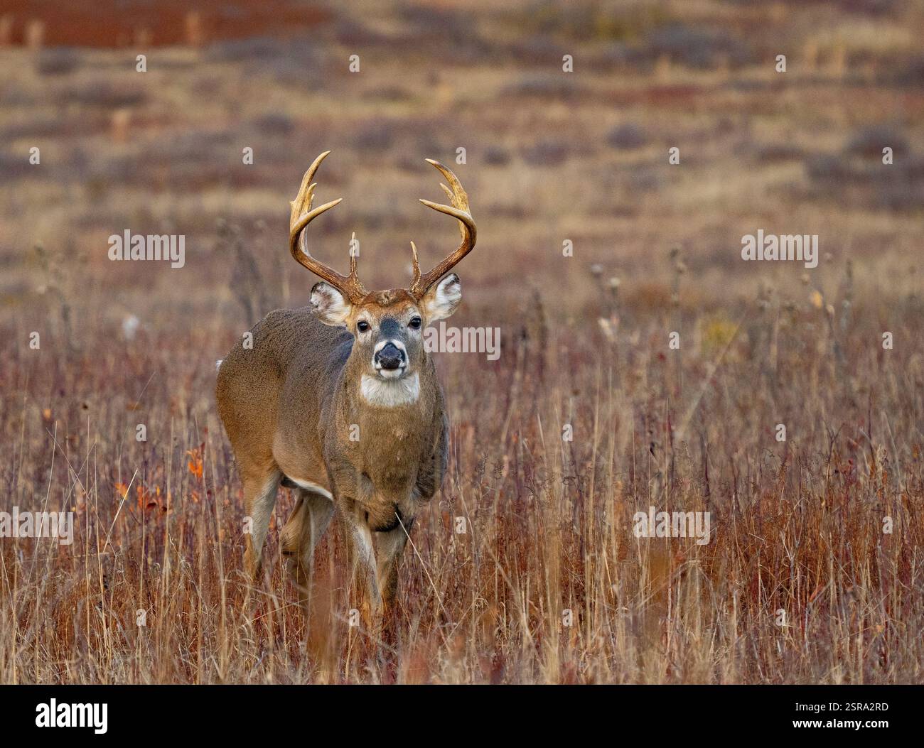 Weißschwanzbock (Odocoileus virginianus) Stockfoto