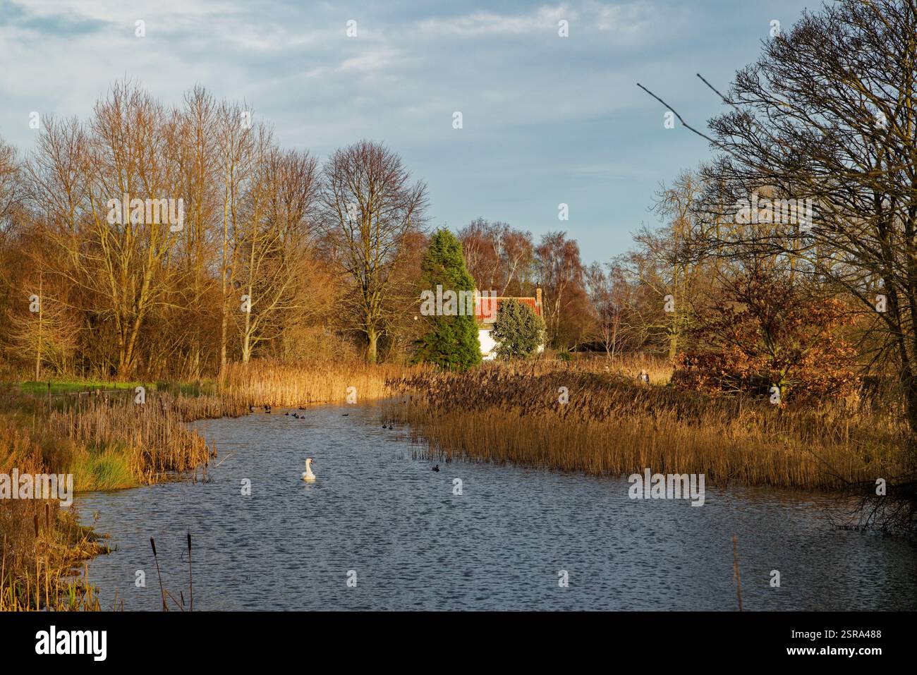 Das alte Wildhüter Cottage, das man über den Middle Lake of Cusworth Park in Doncaster, South Yorkshire gesehen hat. Stockfoto