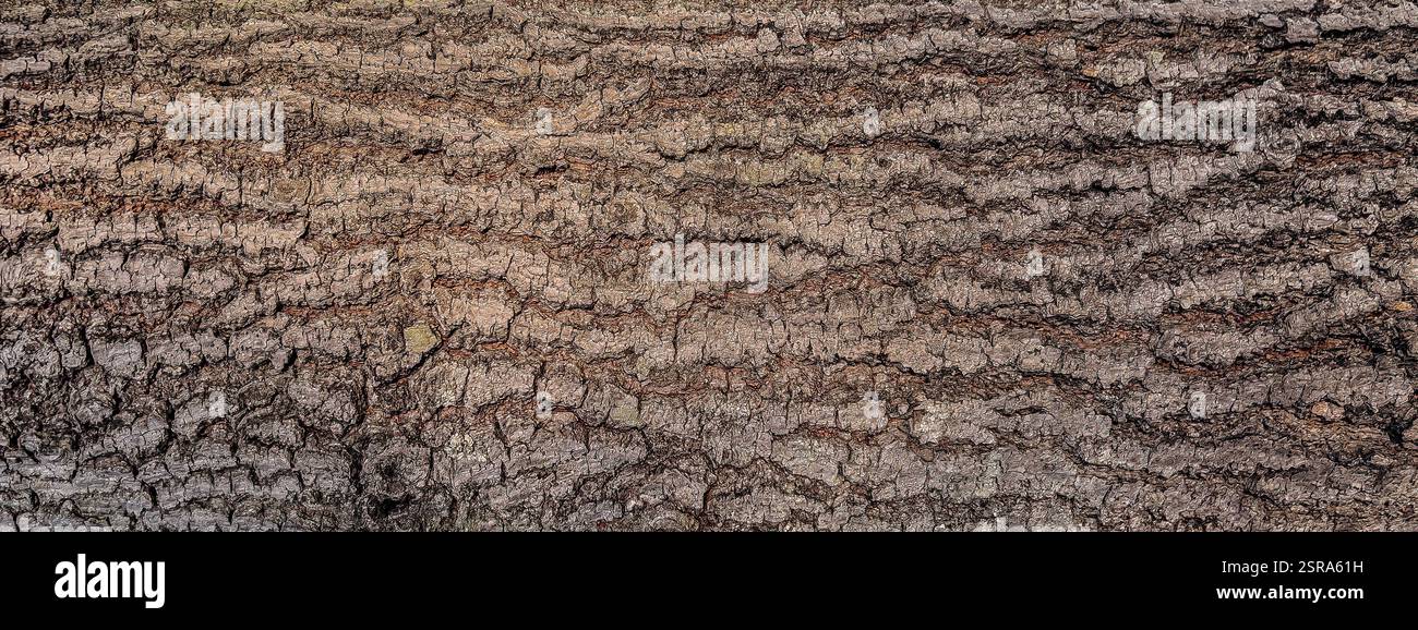 Nahaufnahme der Baumrinde mit tiefen Rissen und organischen Mustern, mit satten Erdtönen und natürlichen Details, perfekt für Natur und Textur - Smartphone-aufgenommenes Stockfoto