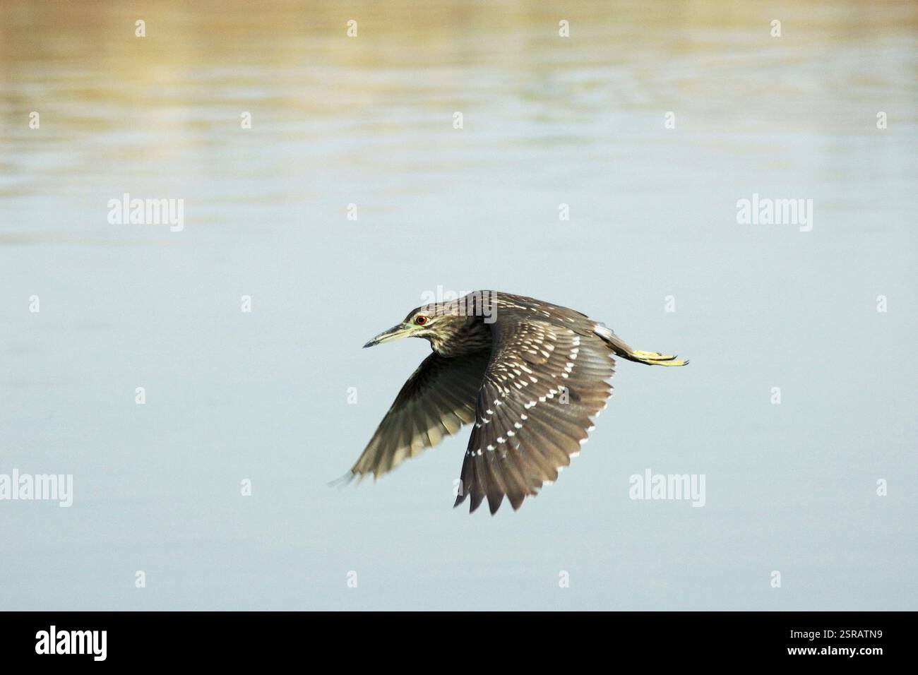 Teichreiher, Jodhpur, Rajasthan, Indien, Asien Stockfoto