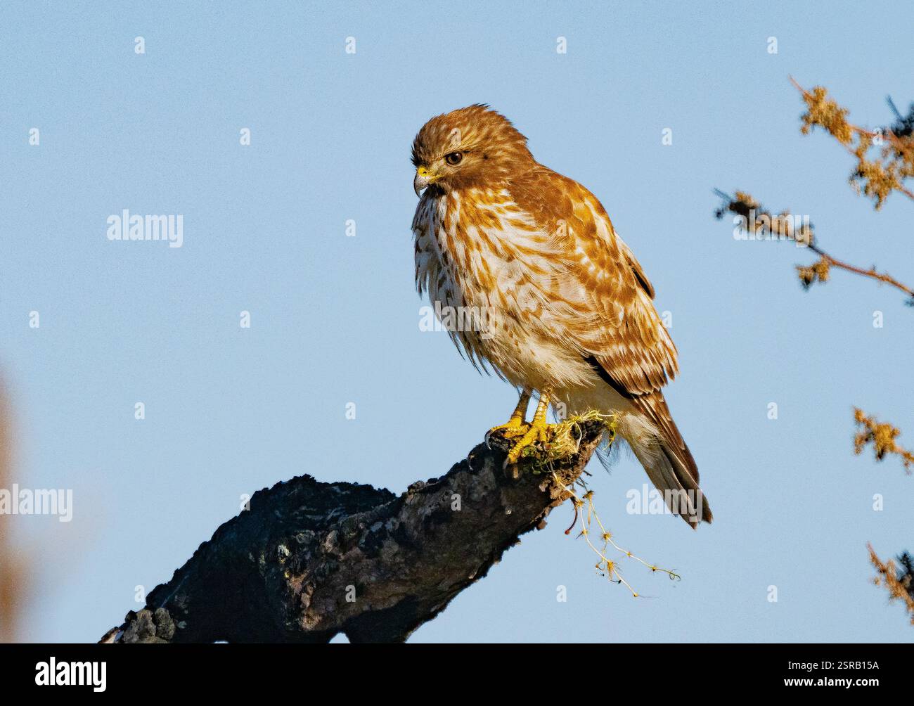 Rotschulterfalke (Buteo lineatus) Stockfoto
