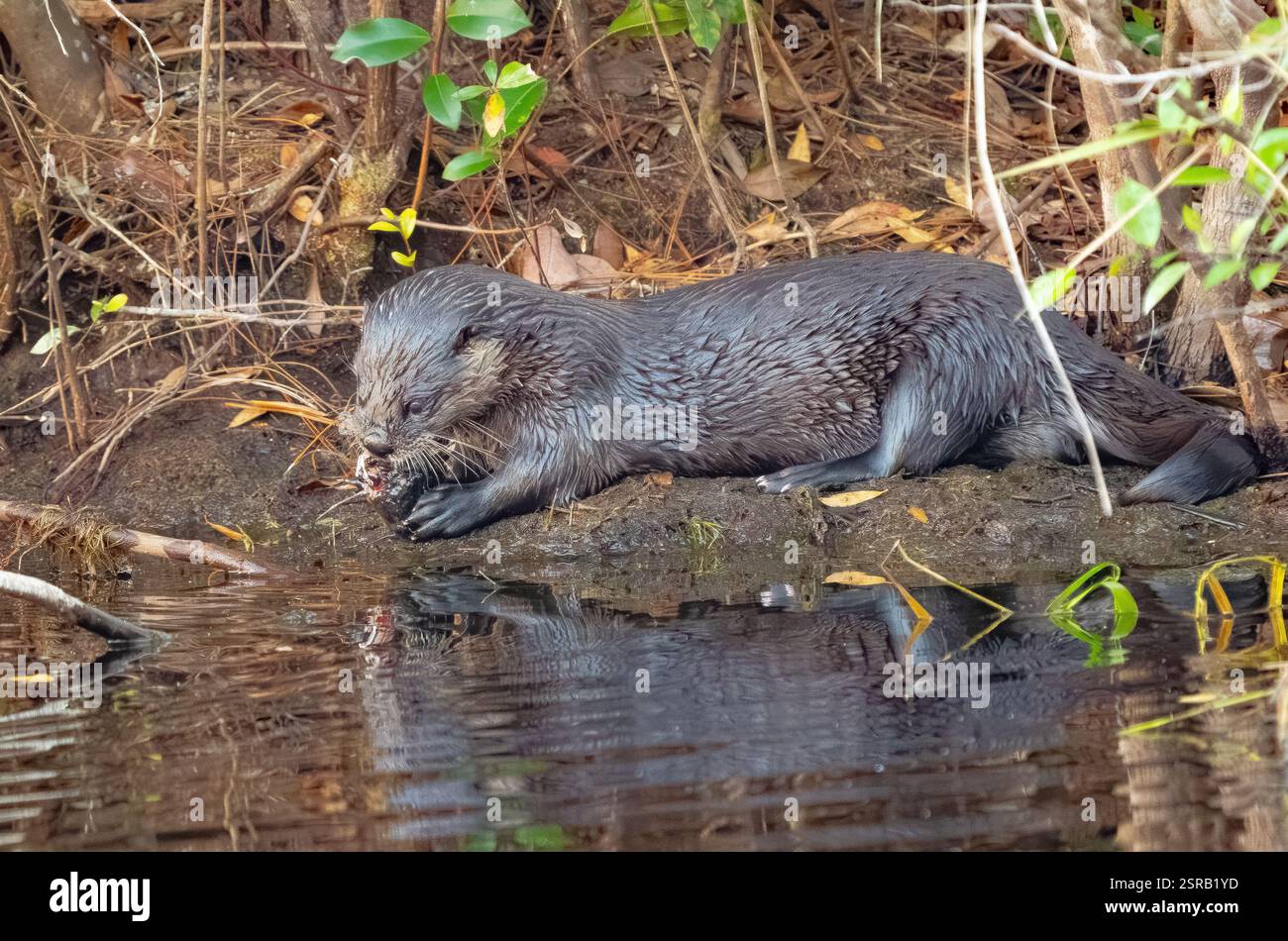 Der nordamerikanische Fluss Otter (Lontra canadensis) verzehrt einen Fisch am Ufer eines Flusses Stockfoto
