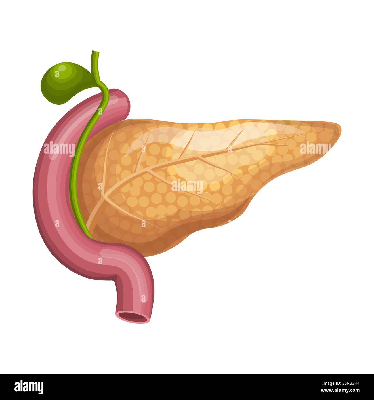 Pankreasanatomie. Medizinische Illustration der inneren Organe auf weißem Hintergrund. Anatomisches und Gesundheitskonzept. Vektor nicht AI generiert Stockfoto